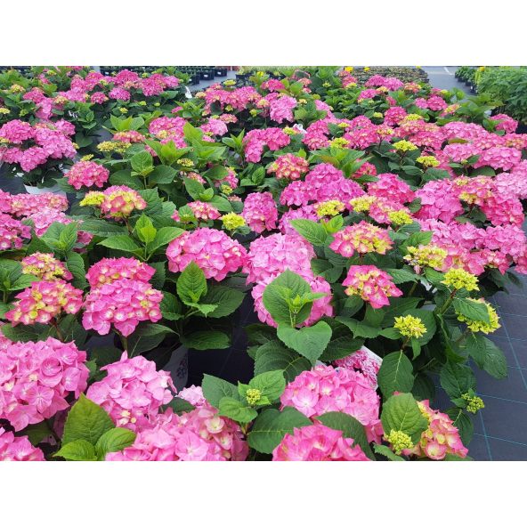 Hortensja Diva Fiore