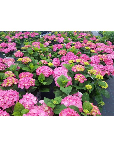 Hortensja Diva Fiore