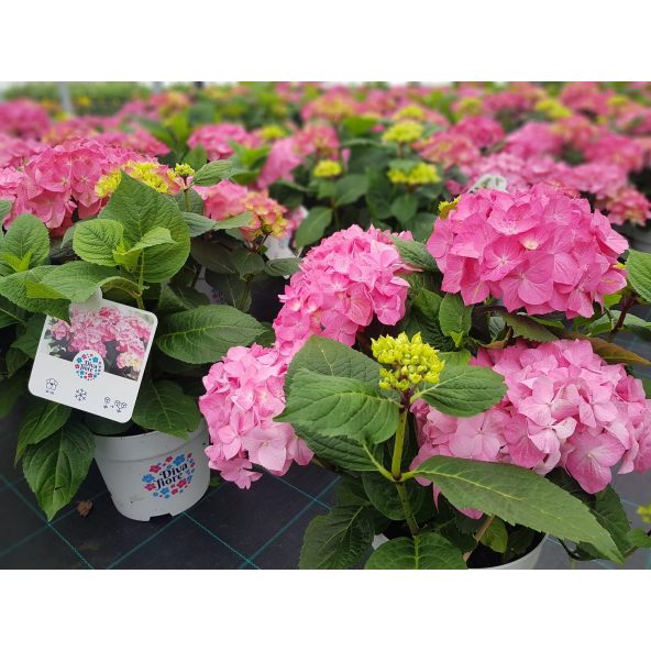 Hortensja Diva Fiore