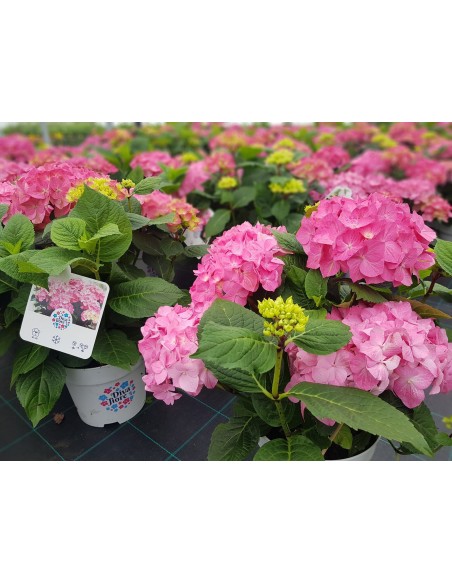 Hortensja Diva Fiore