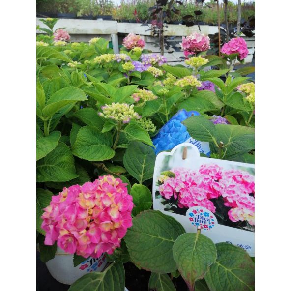 Hortensja Diva Fiore