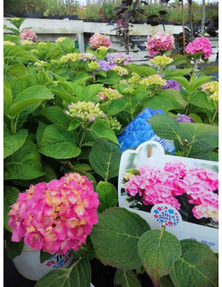 Hortensja Diva Fiore