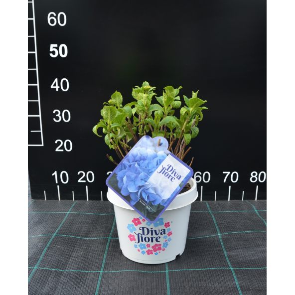 Hortensja Diva Fiore