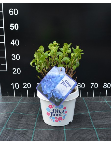 Hortensja Diva Fiore