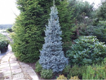 Jodła górska 'Compacta'