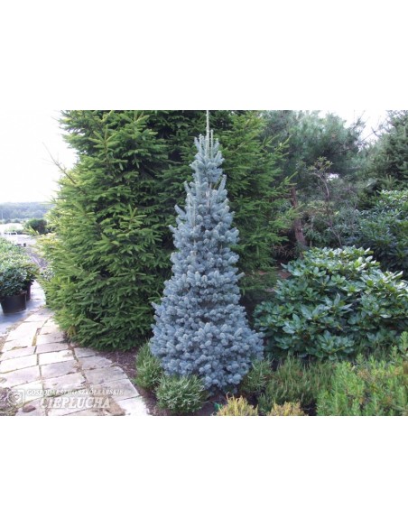 Jodła górska 'Compacta'