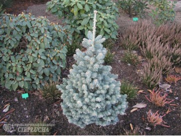 Jodła górska 'Compacta' 2