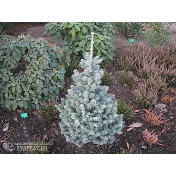 Jodła górska 'Compacta'