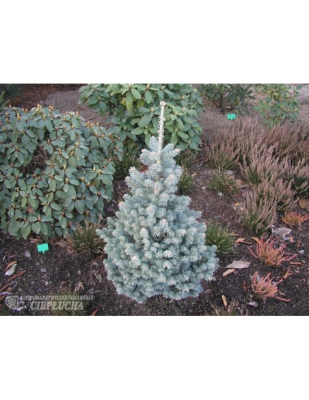 Jodła górska 'Compacta'