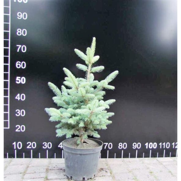 Jodła górska 'Compacta'