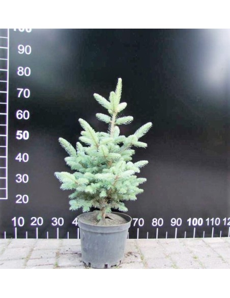 Jodła górska 'Compacta'