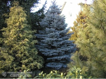 Świerk kłujący 'Glauca Compacta'