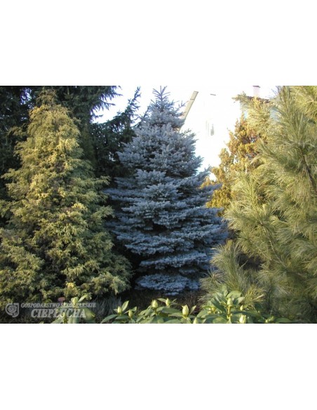 Świerk kłujący 'Glauca Compacta'