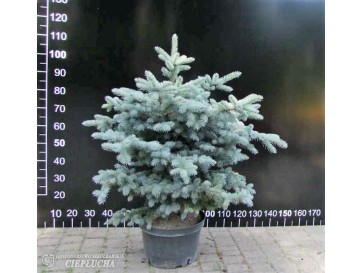 Świerk kłujący 'Glauca Compacta' 2