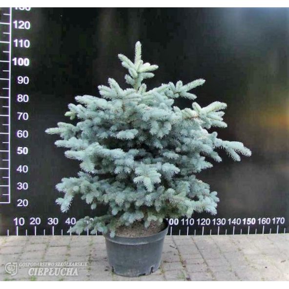 Świerk kłujący 'Glauca Compacta'