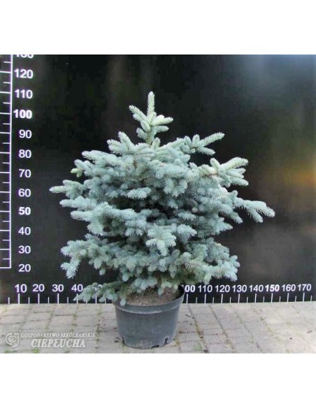 Świerk kłujący 'Glauca Compacta'