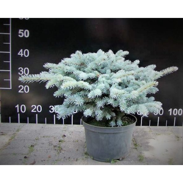 Świerk kłujący 'Glauca Compacta'