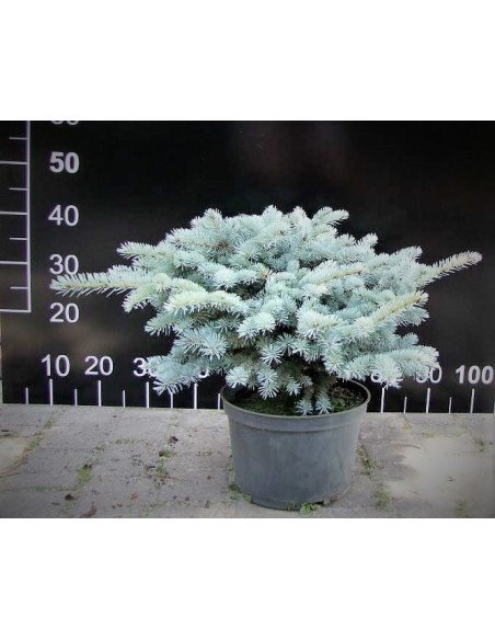 Świerk kłujący 'Glauca Compacta'