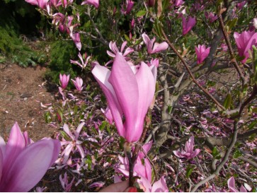 Magnolia Ann - magnolia