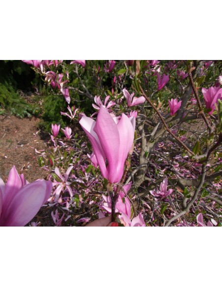 Magnolia Ann - magnolia
