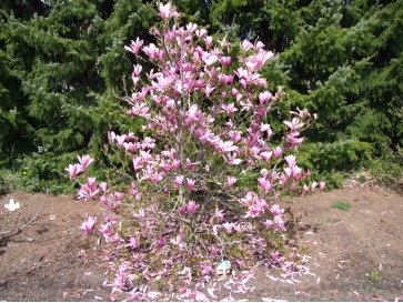 Magnolia Ann - magnolia 2