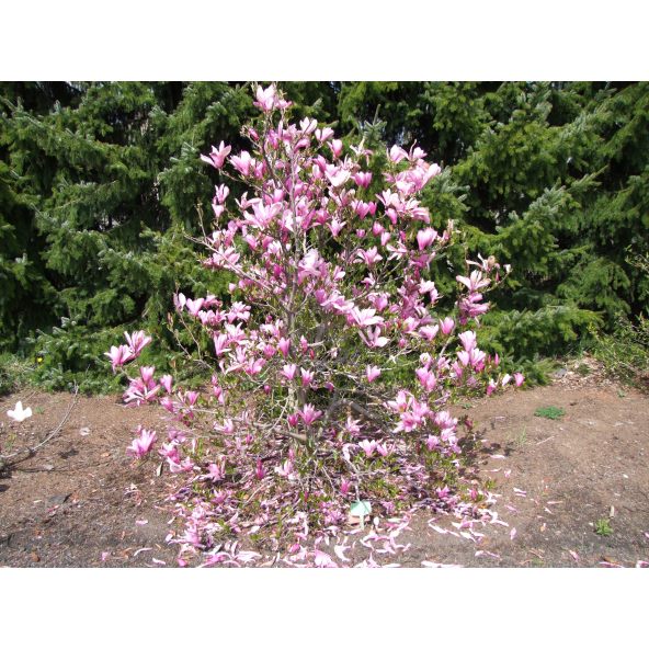 Magnolia Ann - magnolia