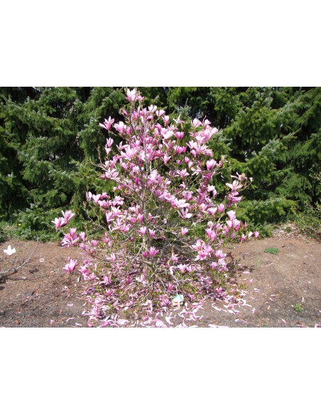 Magnolia Ann - magnolia