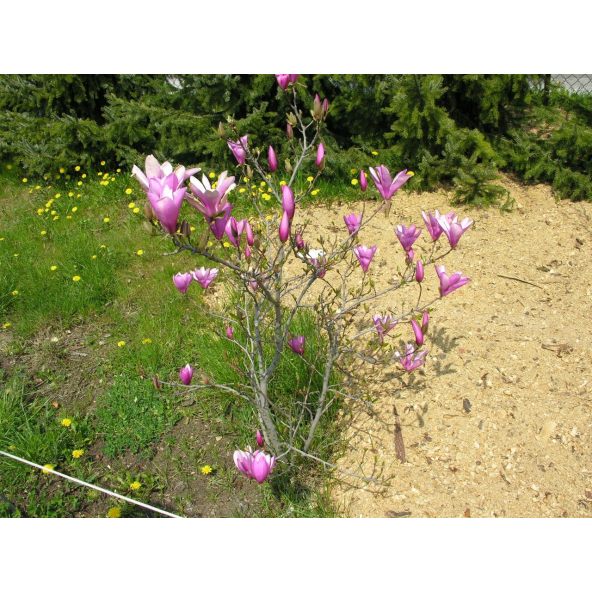 Magnolia Ann - magnolia