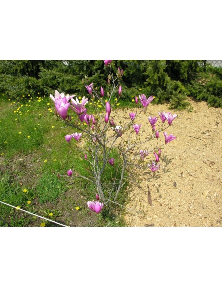 Magnolia Ann - magnolia