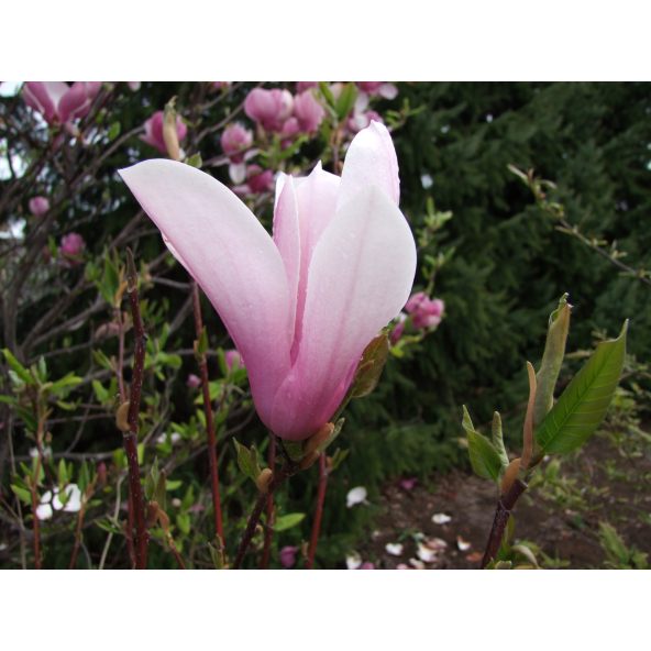 Magnolia x soulangeana Heaven Scent - magnolia pośrednia