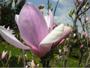 Magnolia x soulangeana Pinkie - magnolia pośrednia