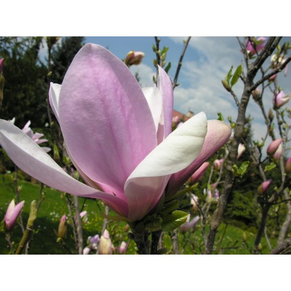 Magnolia x soulangeana Pinkie - magnolia pośrednia