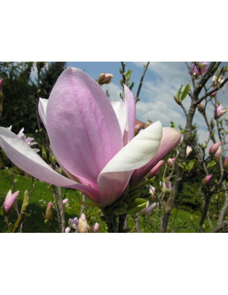 Magnolia x soulangeana Pinkie - magnolia pośrednia