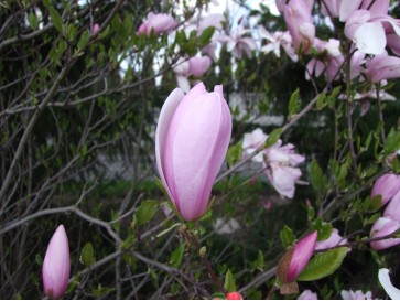 Magnolia x soulangeana Pinkie - magnolia pośrednia 2