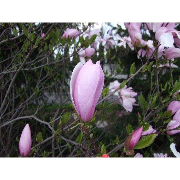 Magnolia x soulangeana Pinkie - magnolia pośrednia