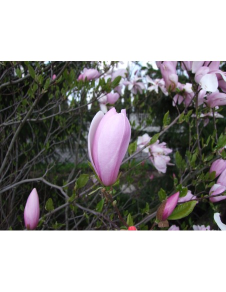 Magnolia x soulangeana Pinkie - magnolia pośrednia