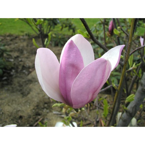 Magnolia x soulangeana Pinkie - magnolia pośrednia