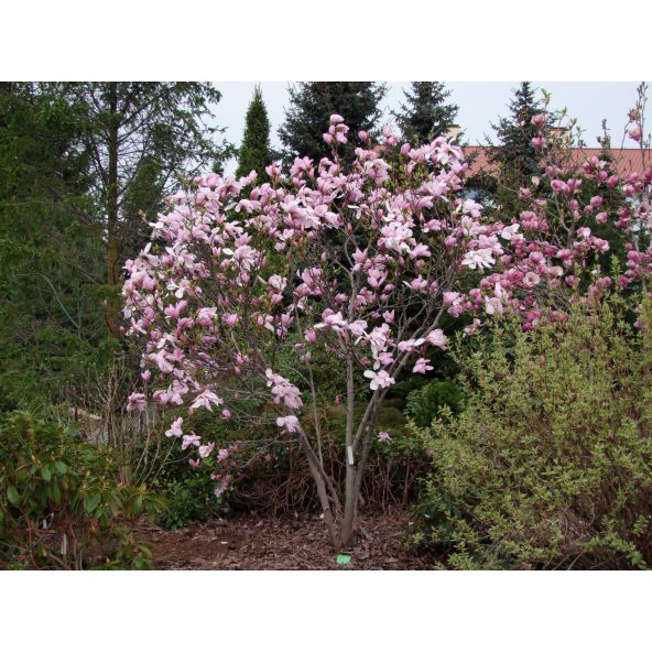 Magnolia x soulangeana Pinkie - magnolia pośrednia