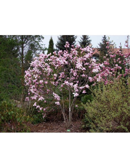 Magnolia x soulangeana Pinkie - magnolia pośrednia