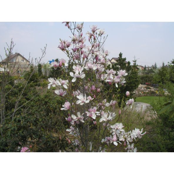 Magnolia x soulangeana Pinkie - magnolia pośrednia