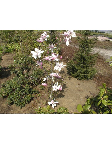 Magnolia x soulangeana Pinkie - magnolia pośrednia