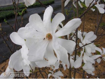 Magnolia x loebneri Merrill - magnolia Loebnera