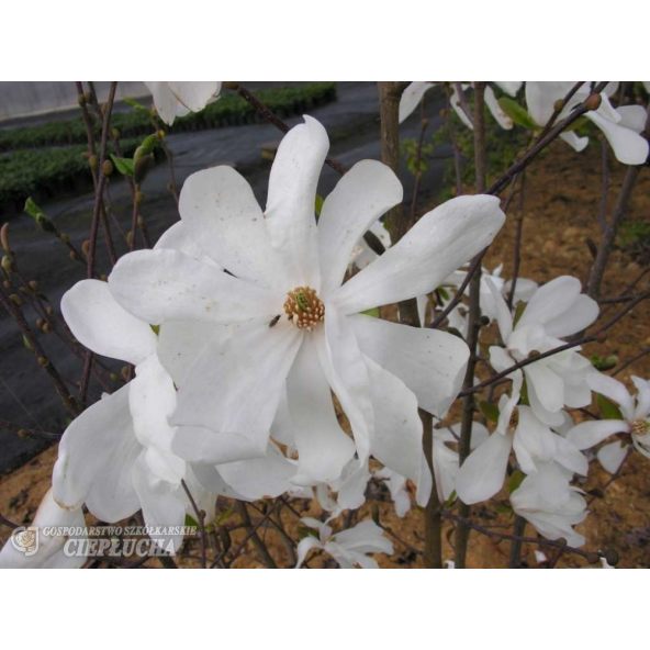 Magnolia x loebneri Merrill - magnolia Loebnera