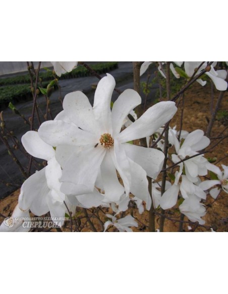 Magnolia x loebneri Merrill - magnolia Loebnera
