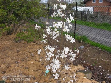 Magnolia x loebneri Merrill - magnolia Loebnera 2