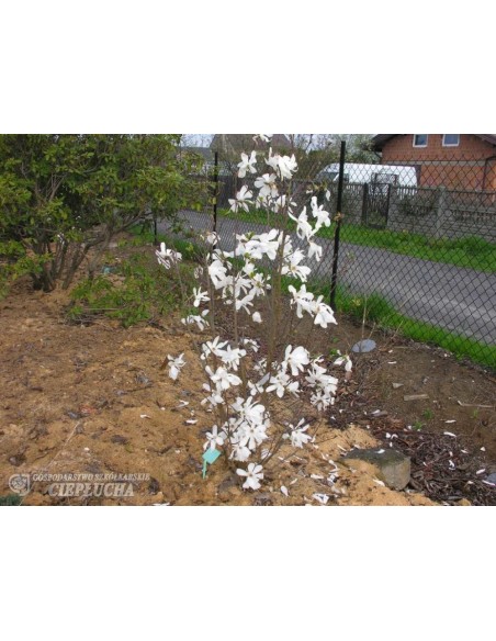 Magnolia x loebneri Merrill - magnolia Loebnera