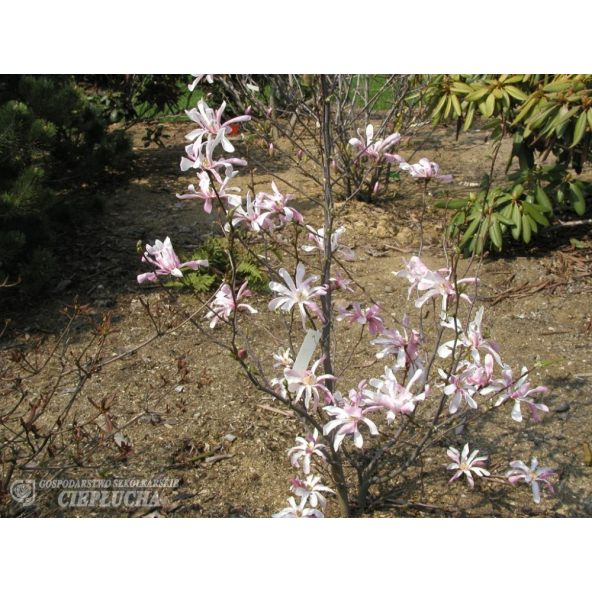 Magnolia x loebneri Merrill - magnolia Loebnera