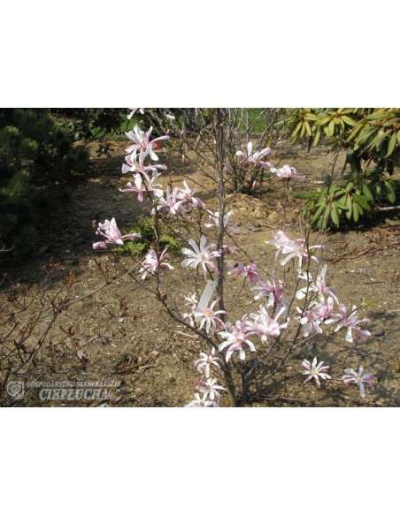Magnolia x loebneri Merrill - magnolia Loebnera