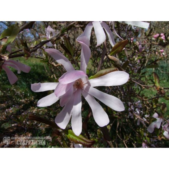 Magnolia x loebneri Merrill - magnolia Loebnera