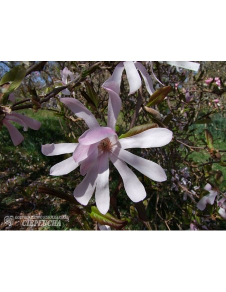 Magnolia x loebneri Merrill - magnolia Loebnera